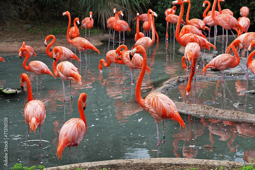 Obraz w ramie A flock of Flamingo's in their natural habitat