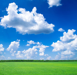 Poster - Field of grass and blue sky