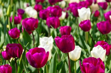 Poster - Tulpen lila und weiss - tulips purple and white 01