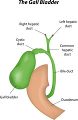 Wall Mural - The Gall Bladder Labeled Diagram