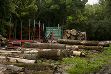 Freshly Cut Timber Awaiting Transportation