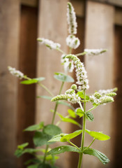 Canvas Print - Fresh mint flowers in garden