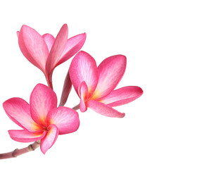 Frangipani flower isolated