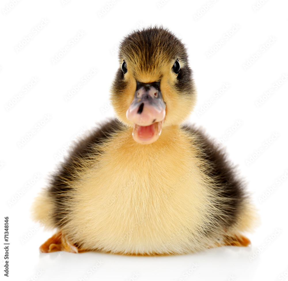 Little cute duckling isolated on white