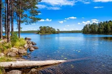 Wall Mural - pine forest near the lake