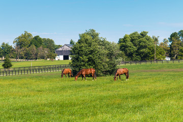 Wall Mural - Green pastures of horse farms. Country summer landscape.