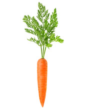 Carrot Isolated Free Stock Photo Public Domain Pictures