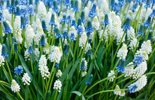 Flowers Spring Background