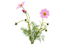 Cosmos Flower Isolated