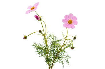 cosmos flower isolated