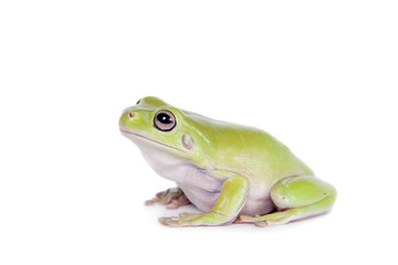 Wall Mural - Australian Green Tree Frog on white background