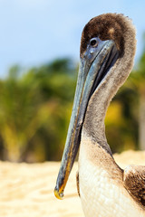 Poster - Brown pelican on mexican beach