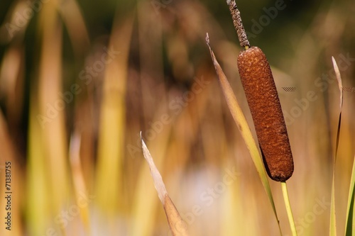 Obrazy Tatarak  acorus-krzew-ozypalkowy-jesienia