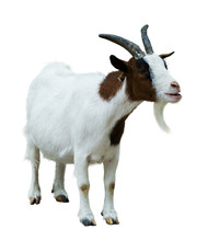Farm Goat. Isolated On White
