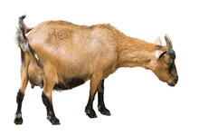 Female Farm Goat
