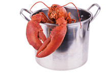 Lobster In Pot