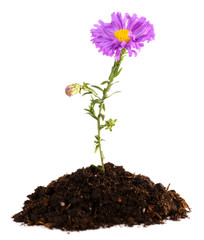 Wall Mural - Flower growing from soil isolated on white