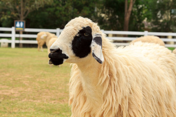 Sheep on the farm, and green grass.