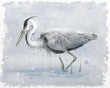 grey heron watercolor