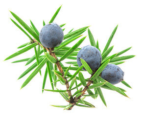 Juniper twig with berries