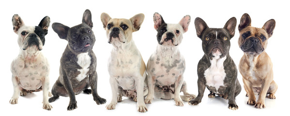 Sticker - french bulldogs