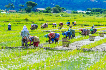 Growing rice in the paddy, Inle lake in Shan state, Myanmar