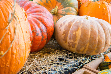 pumpkins fresh picked from the patch