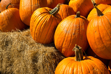 pumpkins fresh picked from the patch