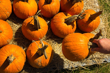 pumpkins fresh picked from the patch