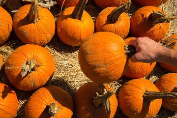pumpkins fresh picked from the patch