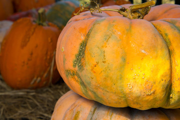 pumpkins fresh picked from the patch