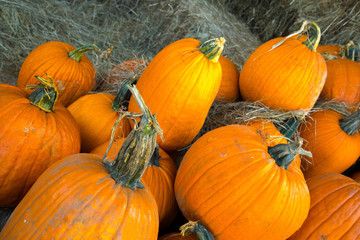 pumpkins fresh picked from the patch