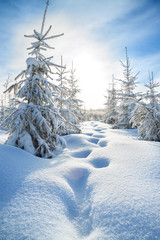 Poster - winter landscape with the forest  and blue sky