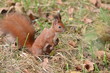 Red funny squirrel on the ground, searching fot nuts in autumn season