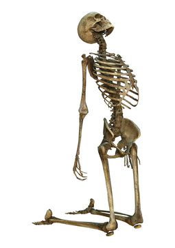 Human Skeleton