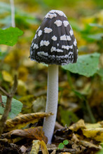 Mushroom A Toadstool
