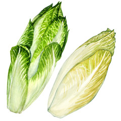 head of belgian endive chicory isolated