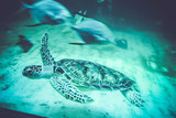 Fototapeta  - Sea turtles in oceanarium