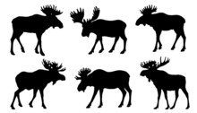 Moose Silhouttes