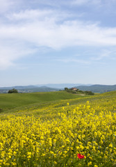 Poster - Toskana im Frühling