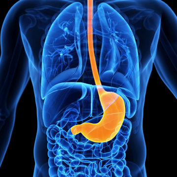 medical 3d illustration of the stomach