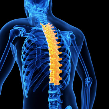 medical 3d illustration of the thoracic spine