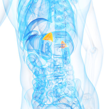 medical 3d illustration of the adrenal glands