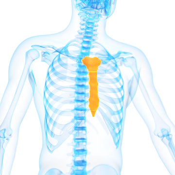medical 3d illustration of the breast bone