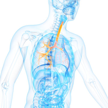 medical 3d illustration of the bronchi
