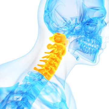 medical 3d illustration of the cervical spine
