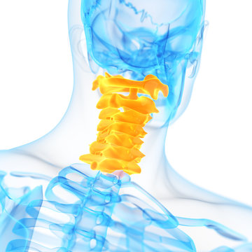 medical 3d illustration of the cervical spine