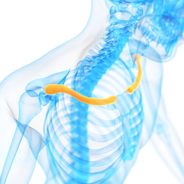 medical 3d illustration of the clavicle