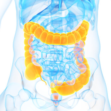 medical 3d illustration of the colon