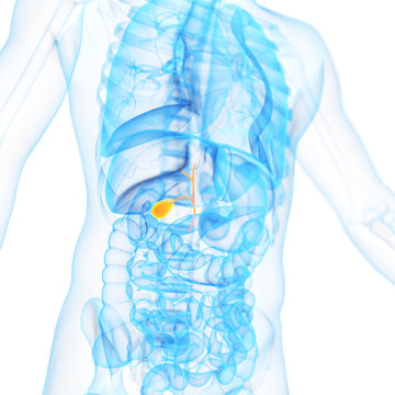 medical 3d illustration of the galbladder